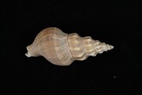 藏品(麗紋峨螺)的圖片